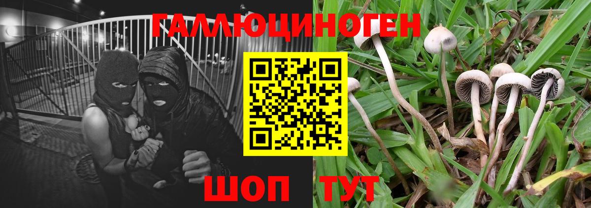 Галлюциногенные грибы Cubensis Кудымкар